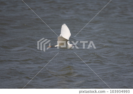 Little Egret in Spring - Beautiful Marriage Colors 01 Little Egret in Spring - Beautiful Marriage Colors 01 103934993