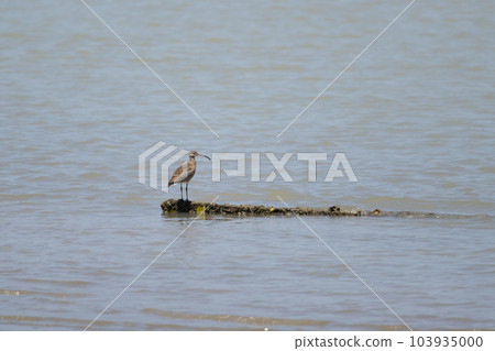 紅鷸 - 春季遷徙 紅鷸 - 春季遷徙 103935000