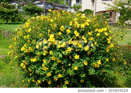 Kinshibai flowers in full bloom Kinshibai flowers in full bloom 103935029
