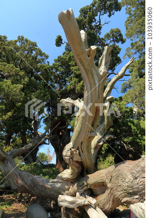 Jyakushin forest of Osezaki 103935060