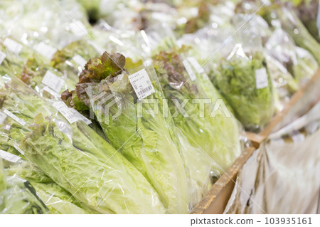 Sunny lettuce lined up on the supermarket counter 103935161