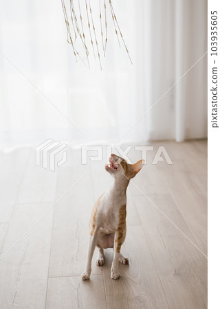 Red handsome cat Cornish rex looks up at a toy that is being played with while sitting on the floor in the house 103935605