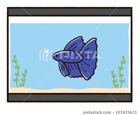 Tropical fish betta and aquarium Tropical fish betta and aquarium 103935623