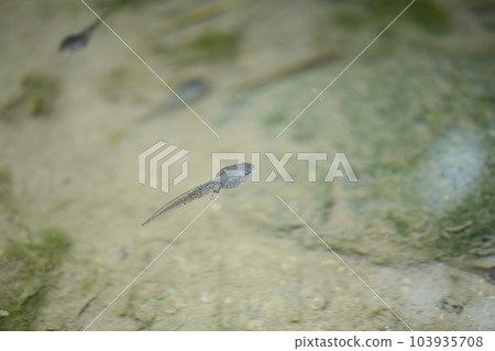 A tadpole in an old pond with new legs A tadpole in an old pond with new legs 103935708
