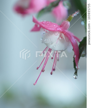 用雨滴裝飾的華美的紫紅色 用雨滴裝飾的華美的紫紅色 103935735