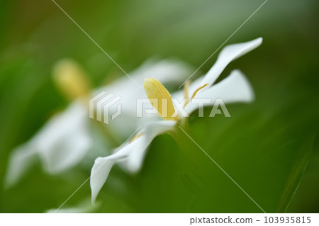 梔子花蕊 梔子花蕊 103935815