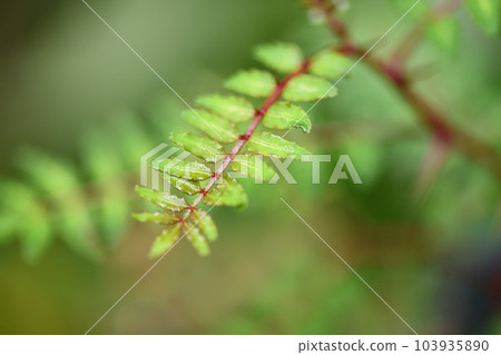 Young leaves of Japanese pepper Young leaves of Japanese pepper 103935890