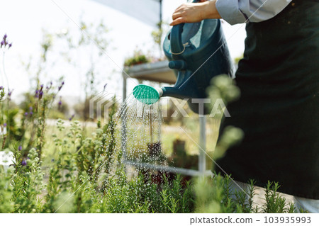 Beauty of nature. Close up of water pot in the process of watering the plants trees in pots Beauty of nature. Close up of water pot in the process of watering the plants trees in pots 103935993