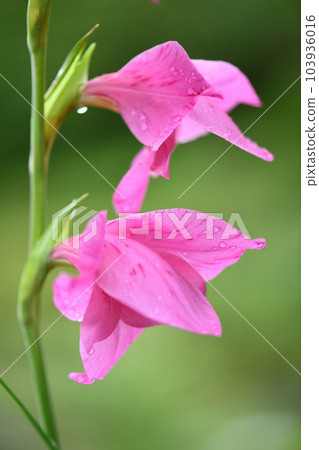 粉紅色的唐菖蒲 粉紅色的唐菖蒲 103936016