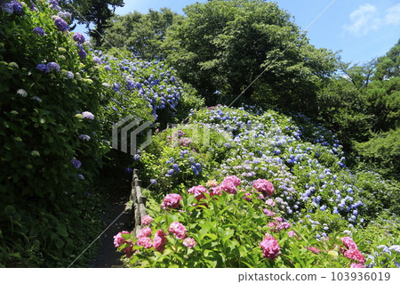 日本第一的下田繡球花節 103936019