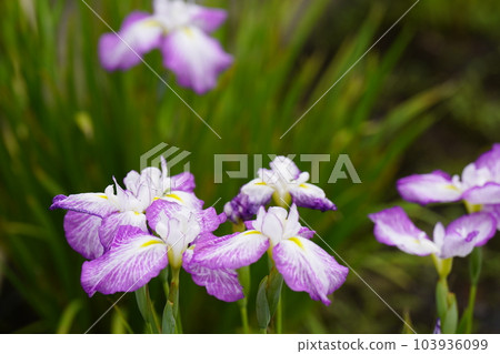 Flower irrita bloom Flower irrita bloom 103936099