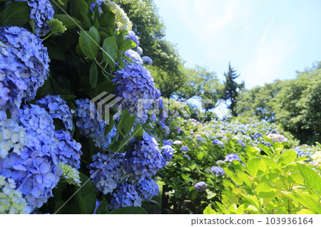 日本第一的下田繡球花節 103936164