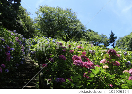 Japan's No. 1 Shimoda Hydrangea Festival Japan's No. 1 Shimoda Hydrangea Festival 103936334