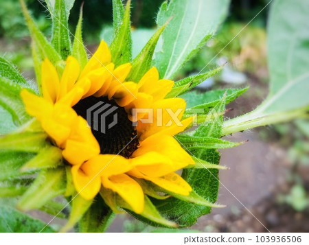sunflower sunflower 103936506