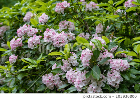 Kalmia like Konpeitou Kalmia like Konpeitou 103936800