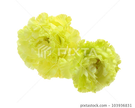 土耳其桔梗白 103936831