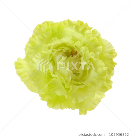 土耳其桔梗白 103936832