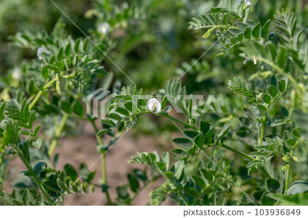 Chickpeas in garden with leaves. Chickpeas plant growing. Chickpeas in garden with leaves. Chickpeas plant growing. 103936849