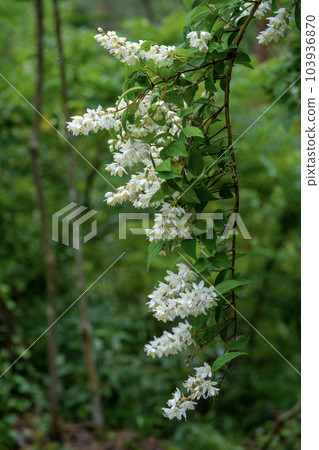 white flower deutzia 103936870
