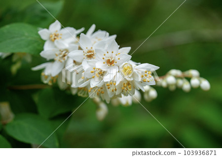 white flower deutzia white flower deutzia 103936871