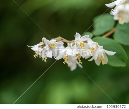 白花溲疏 103936872