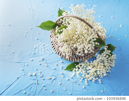 Elder flower 103936896