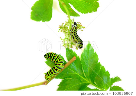 Swallowtail butterfly Swallowtail butterfly Swallowtail butterfly butterfly larvae Swallowtail butterfly Swallowtail butterfly Swallowtail butterfly butterfly larvae 103936907