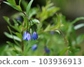 soria heterophia australian bluebell 103936913