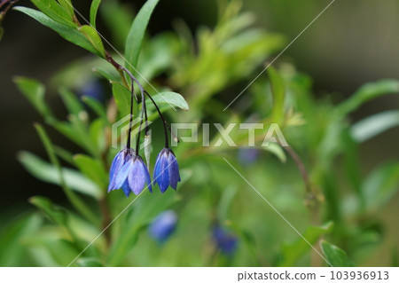 soria heterophia australian bluebell soria heterophia australian bluebell 103936913