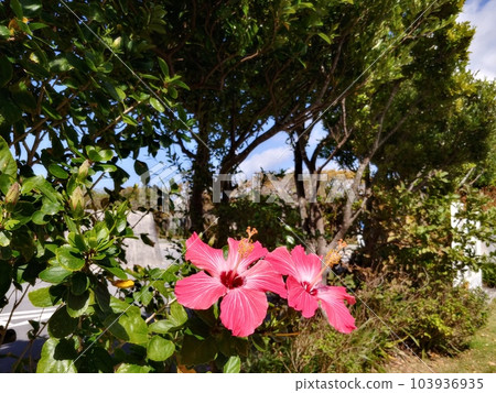 沖繩雙芙蓉 沖繩雙芙蓉 103936935