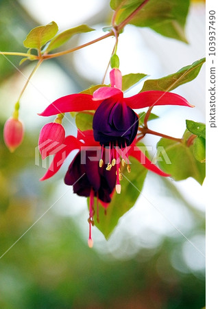 可愛的紫紅色花 可愛的紫紅色花 103937490