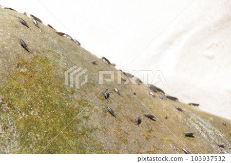 A lot of carp worms on the rock A lot of carp worms on the rock 103937532