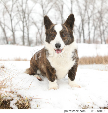 Beautiful welsh corgi cardigan in winter Beautiful welsh corgi cardigan in winter 103938015