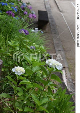 Colorful hydrangeas blooming on the gateball field 103938233