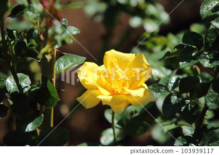 荒尾市少女公民花壇玫瑰花, 荒尾市少女公民花壇玫瑰花, 103939117