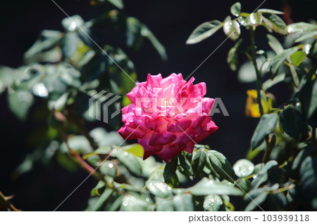 荒尾市少女公民花壇玫瑰花, 荒尾市少女公民花壇玫瑰花, 103939118