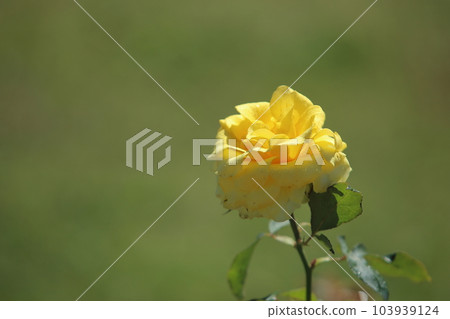 荒尾市少女公民花壇玫瑰花, 荒尾市少女公民花壇玫瑰花, 103939124