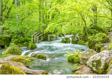 早春的奧入瀨溪谷阿修羅流 103939193