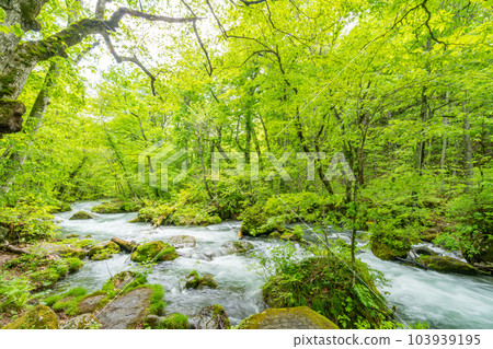 初春的奧入瀨溪谷 三亂之流 103939195