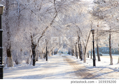 Frost tree branches, rime ice snow forest, fog, sun rays, lanterns, benches. Winter landscape of park 103939200