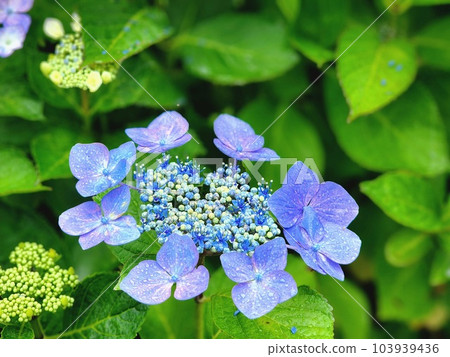 Beautiful Hydrangea Hydrangea Beautiful Hydrangea Hydrangea 103939436