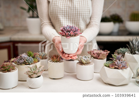 Woman holding Echeveria Succulent house plant in a pot Woman holding Echeveria Succulent house plant in a pot 103939641