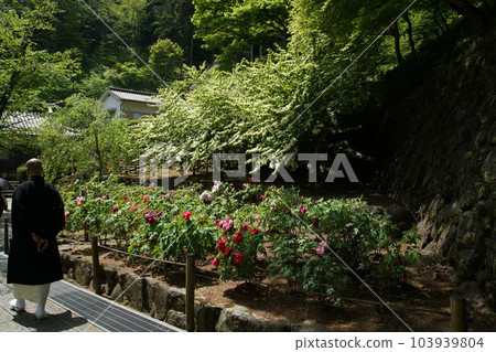 Botan Botan Hasedera, Nara Prefecture 103939804