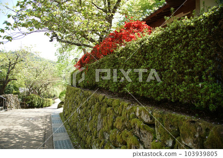 Botan Botan Hasedera, Nara Prefecture Botan Botan Hasedera, Nara Prefecture 103939805