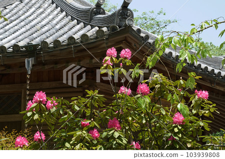 奈良縣牡丹牡丹長谷寺 103939808