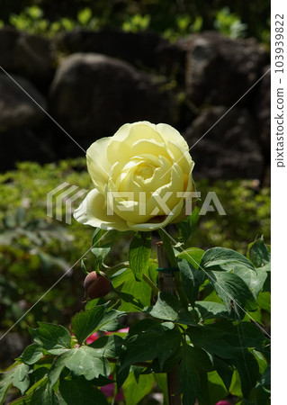 Botan Botan Hasedera, Nara Prefecture 103939822