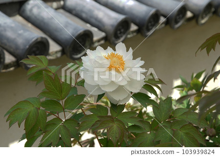 Botan Botan Hasedera, Nara Prefecture 103939824