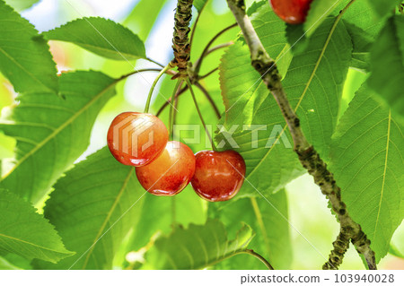 紅成熟的櫻桃（佐藤錦） 櫻桃採摘 山形縣東根市 103940028
