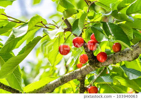Red Ripe Cherries (Sato Nishiki) Cherry Picking Higashine City, Yamagata Prefecture Red Ripe Cherries (Sato Nishiki) Cherry Picking Higashine City, Yamagata Prefecture 103940063