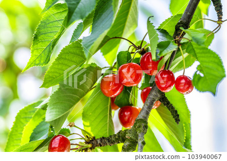 紅成熟的櫻桃（佐藤錦） 櫻桃採摘 山形縣東根市 103940067